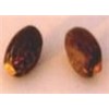 Jatropha Germination Seed