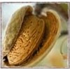 Sell almond oil (sweet/bitter)