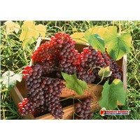 Grape Seed Extract