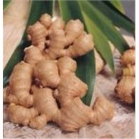 Organic Series of Ginger
