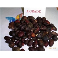 Palm Kernel Nuts