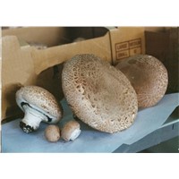 fresh portabella mushroom with highest quality for export