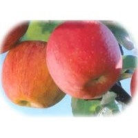 fresh apple crop 2003