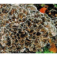 Maitake Mushroom Extract