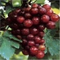 Red Grape Skin Extract