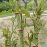 Polygonum Cuspidatum Extract