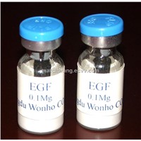 EGF (Epidermal Growth Factor)