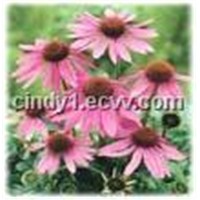 Echinacea Purpurea P.E.