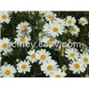 Pyrethrin natural plant extract Pyrethrum
