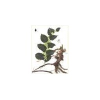 Pueraria (Kudzu Root) P. E. 40% Isoflavnis