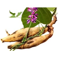 Pueraria (Kudzu Root) Extract 40% Isoflavnis