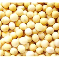 Soy bean Extract 10~80% Isoflavines