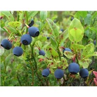 Bilberry Extract-Anthocyanidin