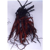 Salvia Miltiorrhiza Bunge (Danshen Root) Extract