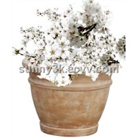 Flower Pot