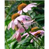 Echinacea Herb P.E.