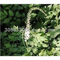 Black Cohosh Extract