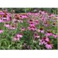 Echinacea Purpurea Extract