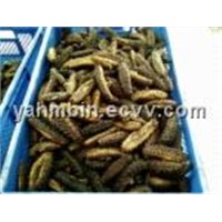 AAA1 Grade West Africa (Atlantic) Dried Sea Cocumbers
