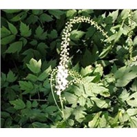 Black Cohosh Extract Powder