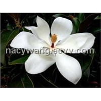 Magnolia Extract