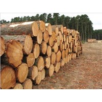 Pine Timber Logs