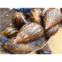 Giant Snails (Achatina Martata )