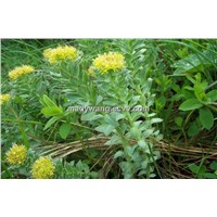 Rhodiola Rosea Extract