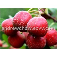 Hawthorn Berry Extract (Flavones 2.0%)