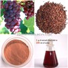 Grape Seed Extract OPC 95%UV