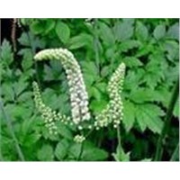 Black Cohosh Extract