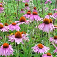 Echinacea Purpruea P.E