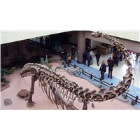 Museum equipment Dinosaur Skeleton