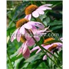 Echinacea Herb P. E.