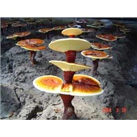 Ganoderma Lucidum Mushroom