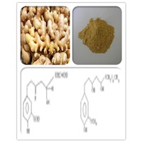 Supply Ginger extract powder  Gingerols