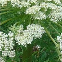 Angelica Root Extract