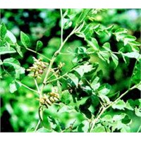 Radix Glycyrrhiza P.E.---Others:Angelica Extract  ,Kudzu Root Extract ,Chlorogenic acid