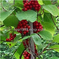 Schisandra Extract Powder