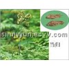 100% Natural High Quality Angelica dry powder extract