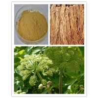 Angelica Root Extract