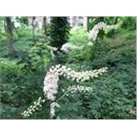 Black cohosh extract