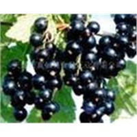 Black currant extract