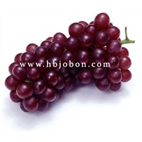 Grape Seed Extract, OPC 95% HPLC