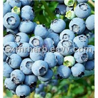 top quality bilberry extract