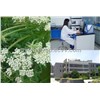 Angelica Root Powder Extract
