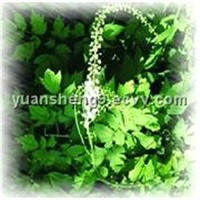 Black Cohosh Extract