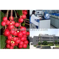 Schisandra Powder Extract