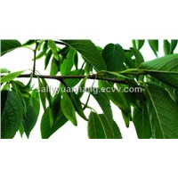 Eucommia Leaf Extract - 10% 25%