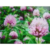 Red Clover Extract, Red Clover P.E isoflavones